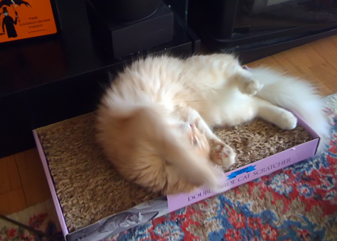 blitze on scratcher.jpg