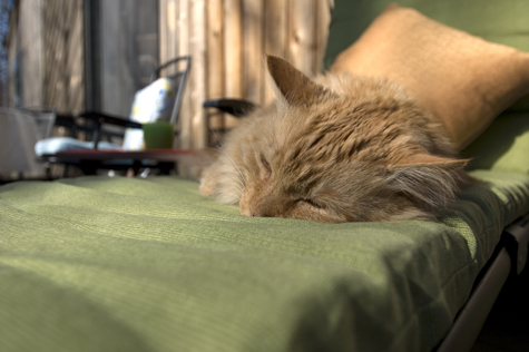 bob enjoys lounging.jpg