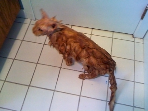 bob out of the bath.jpg