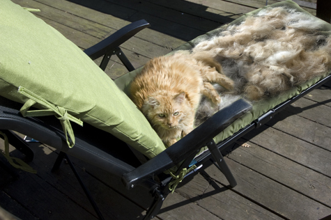bob with cat hair copy.jpg