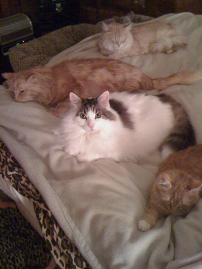 bob, blitz, spence, mac.jpg