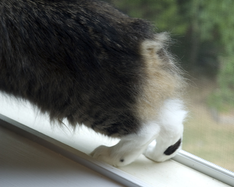 bobbis buns_sm.jpg