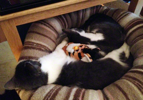 both sleeping with gizmo rt copy.jpg