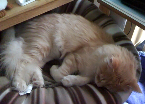 cat bed near my desk_sm.jpg