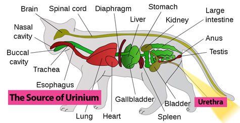 cat diagram sm.jpg