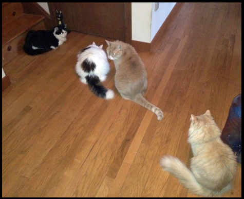 cats at door_sm.jpg