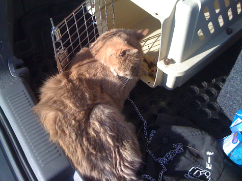 chester in trunk xsm.jpg