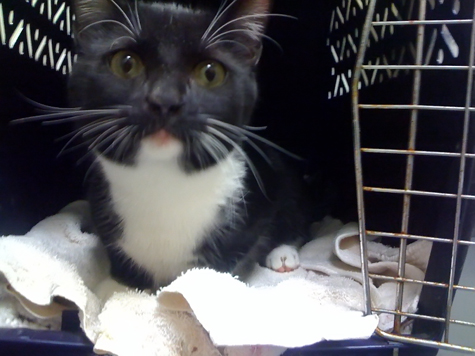 comet in crate.jpg