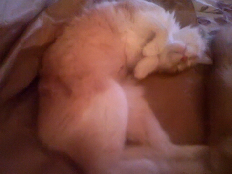 cupid sleeping.jpg