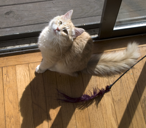 cutie in the window.jpg