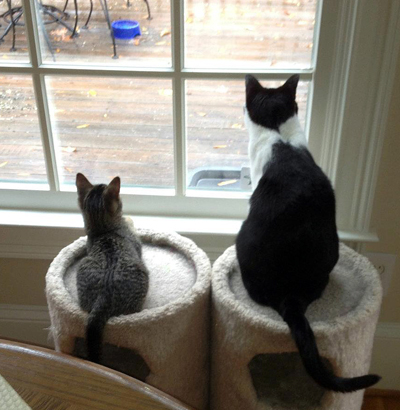 dexter and abby.jpg