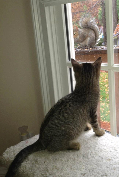 dexter and the squirrel.jpg
