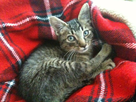 dexter before surgery.jpg