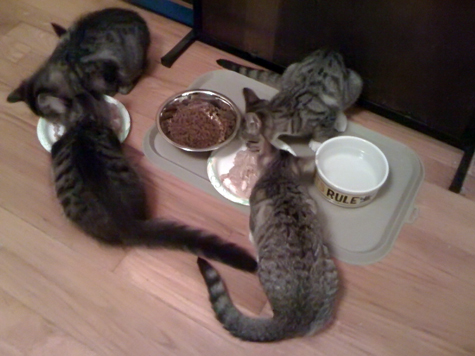 dinner time.jpg