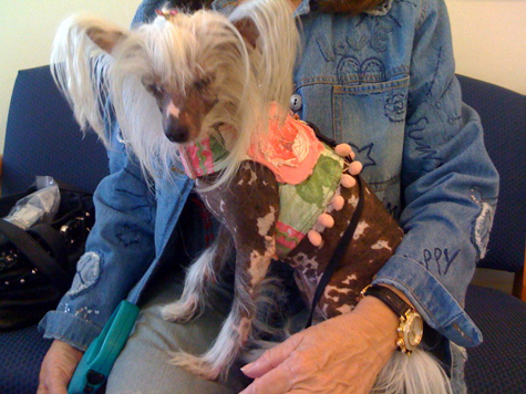 dog on oprah_sm.jpg