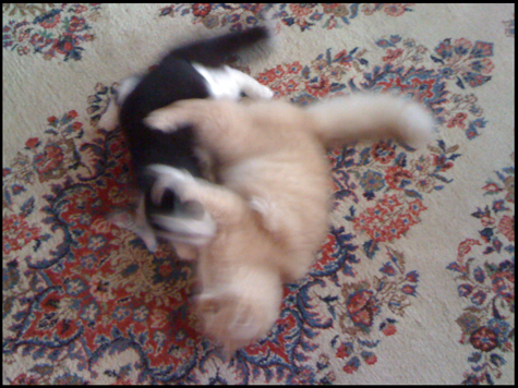 dood and blitze.jpg