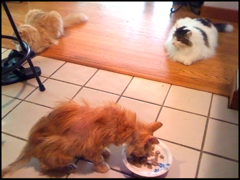 eating and being spied onsm.jpg