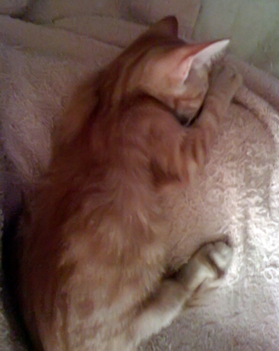 felix on y lap.jpg