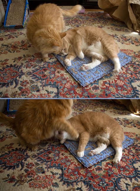 fight again copy.jpg