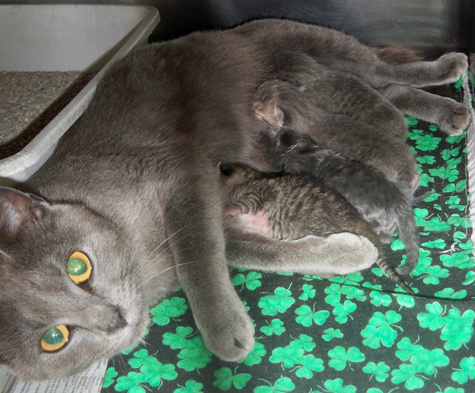 first gray mama-1.jpg