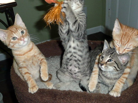 foster babies 761_fb.jpg