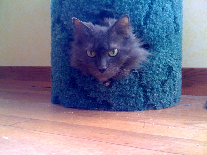 Best Cat Litter While Awy For Week Best Cat Litter While Awy For Week