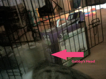 gabby outside.jpg