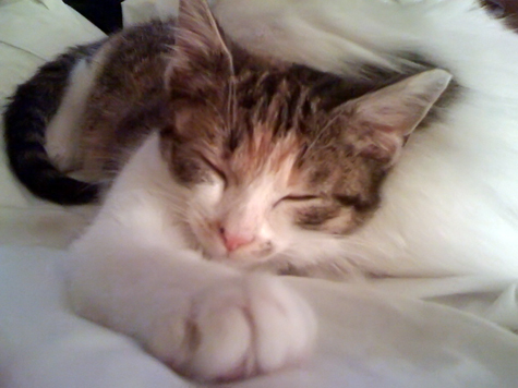 ginger on my lap.jpg