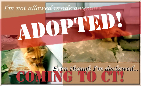 golfcoursecat adopted.jpg