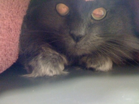 gracie at vet 10.2011.jpg