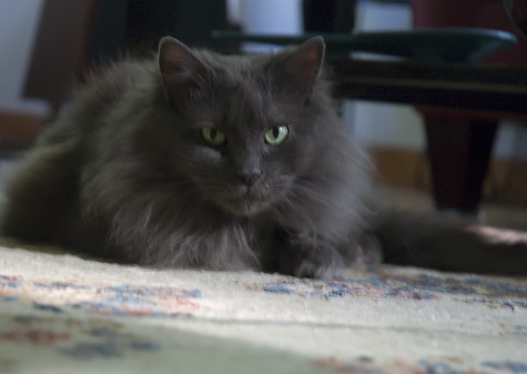 gracie in living room.jpg