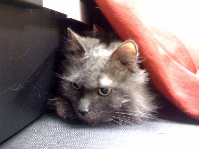 gracie peeking2.jpg