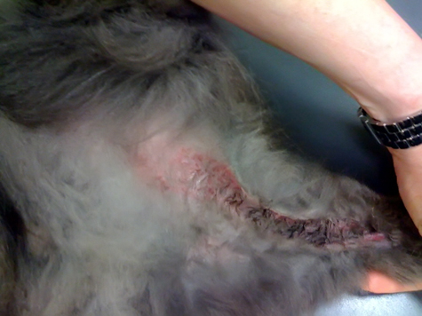 gracies leg_med.jpg