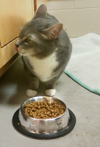 gray kitty lunch copy.jpg