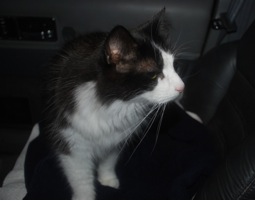 in car a.jpg