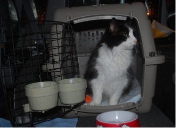 in carrier.jpg