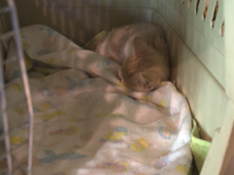 in the carrier_sm.jpg