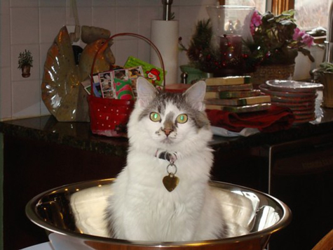 in the sink.jpg