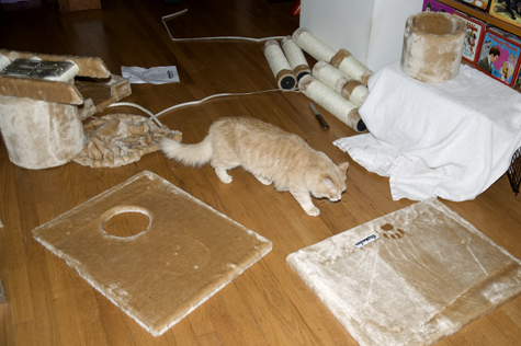 inspector kitty.jpg