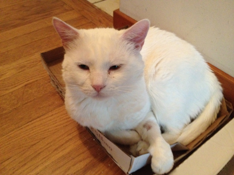 jack in the box.jpg