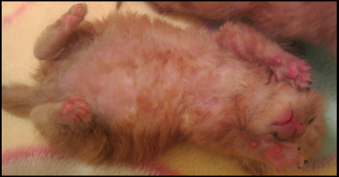 jakes belly.jpg