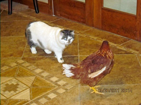 jaz and chicken close.jpg