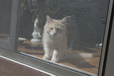 let me out.jpg