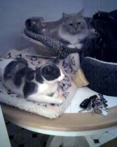 making herself at home_sm.jpg