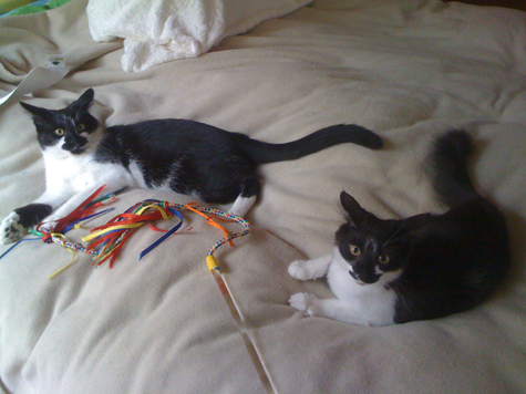 moonie and yodel2.jpg
