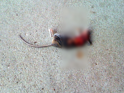 mouse rip copy.jpg