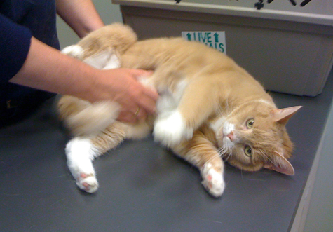 nicky vet 10.2011.jpg