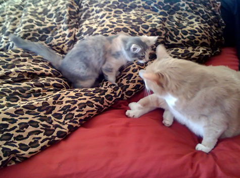 nose to nose_sm.jpg