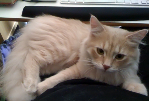 on my lap_sm.jpg