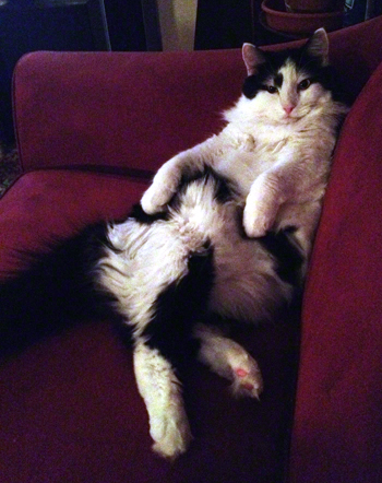 on sofa resting.jpg